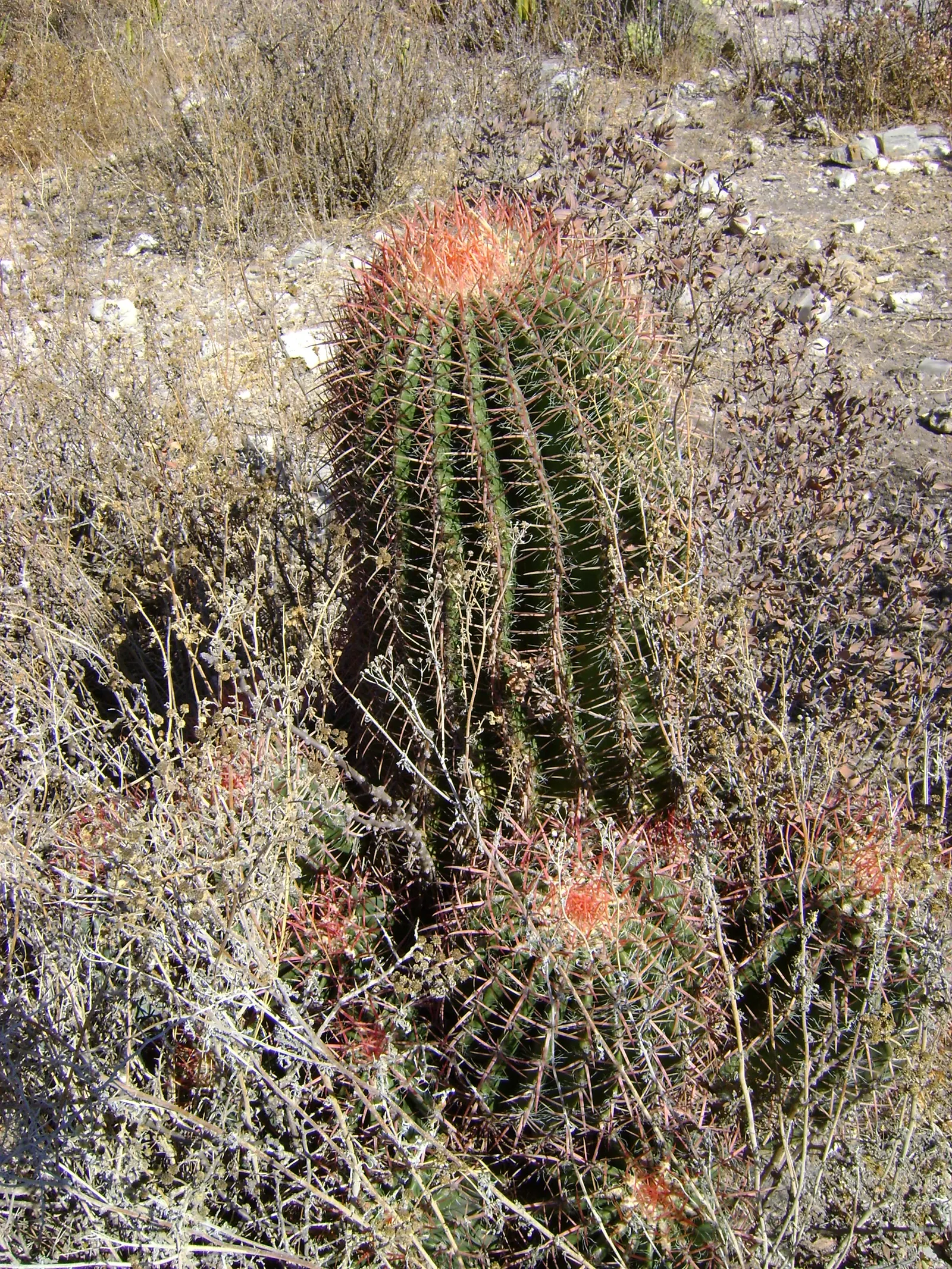 Mexican Fire Barrel (Ferocactus Pilosus) — pilosus into your landscape design, ensure it is planted in well-draining soil to prevent root rot; mature specimens