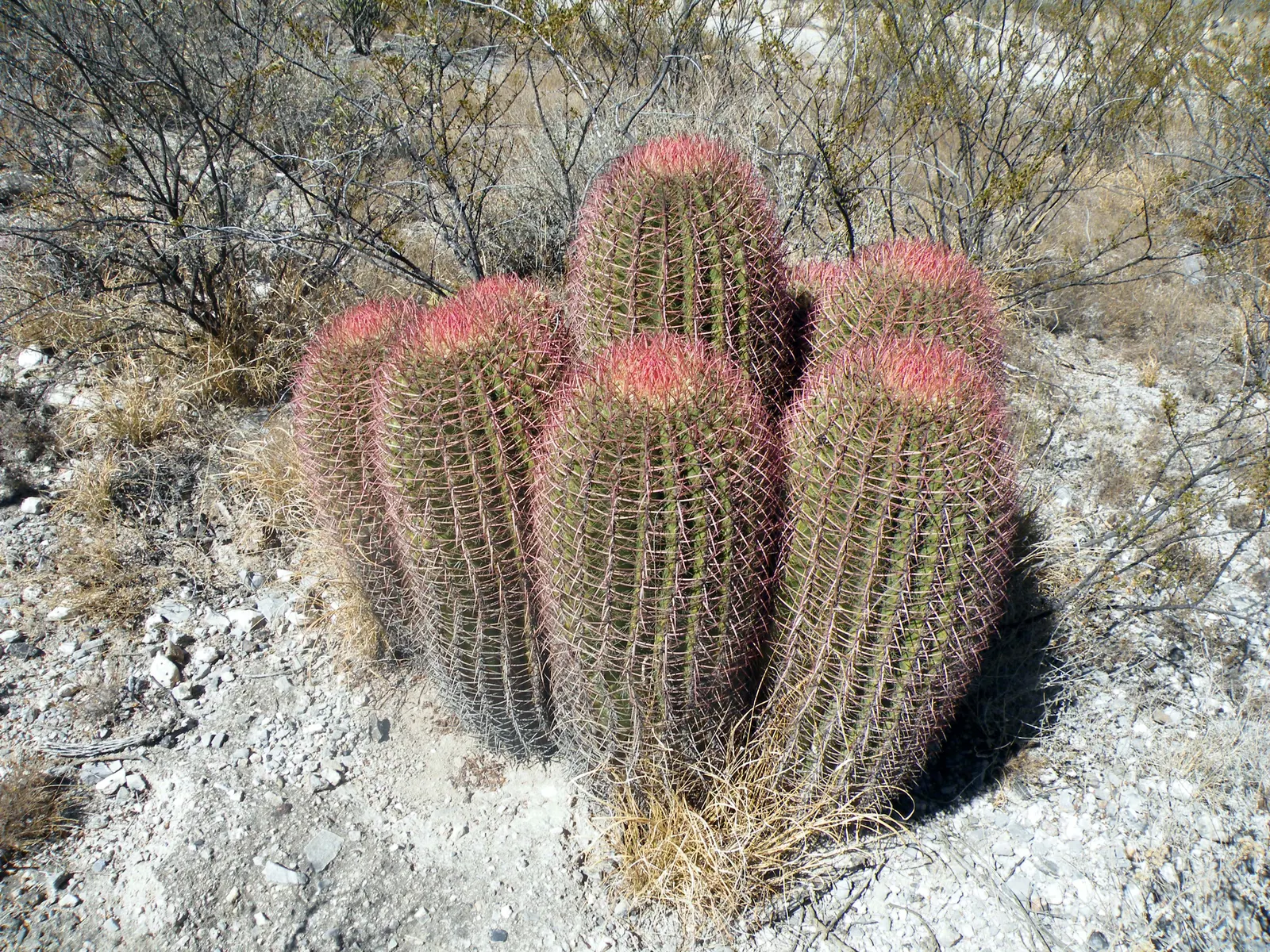 Mexican Fire Barrel (Ferocactus Pilosus) — which bloom primarily in the late spring and early summer; low-maintenance, it's ideal for hot, arid landscapes