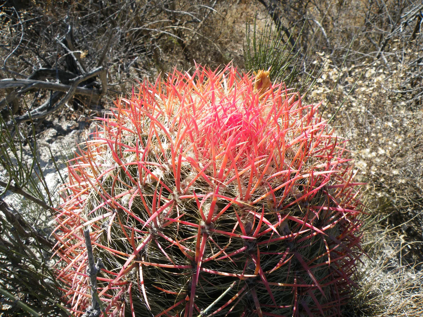 Mexican Fire Barrel (Ferocactus Pilosus) — is a striking cactus that boasts vivid red spines and a cylindrical form; which bloom primarily in the, image 71