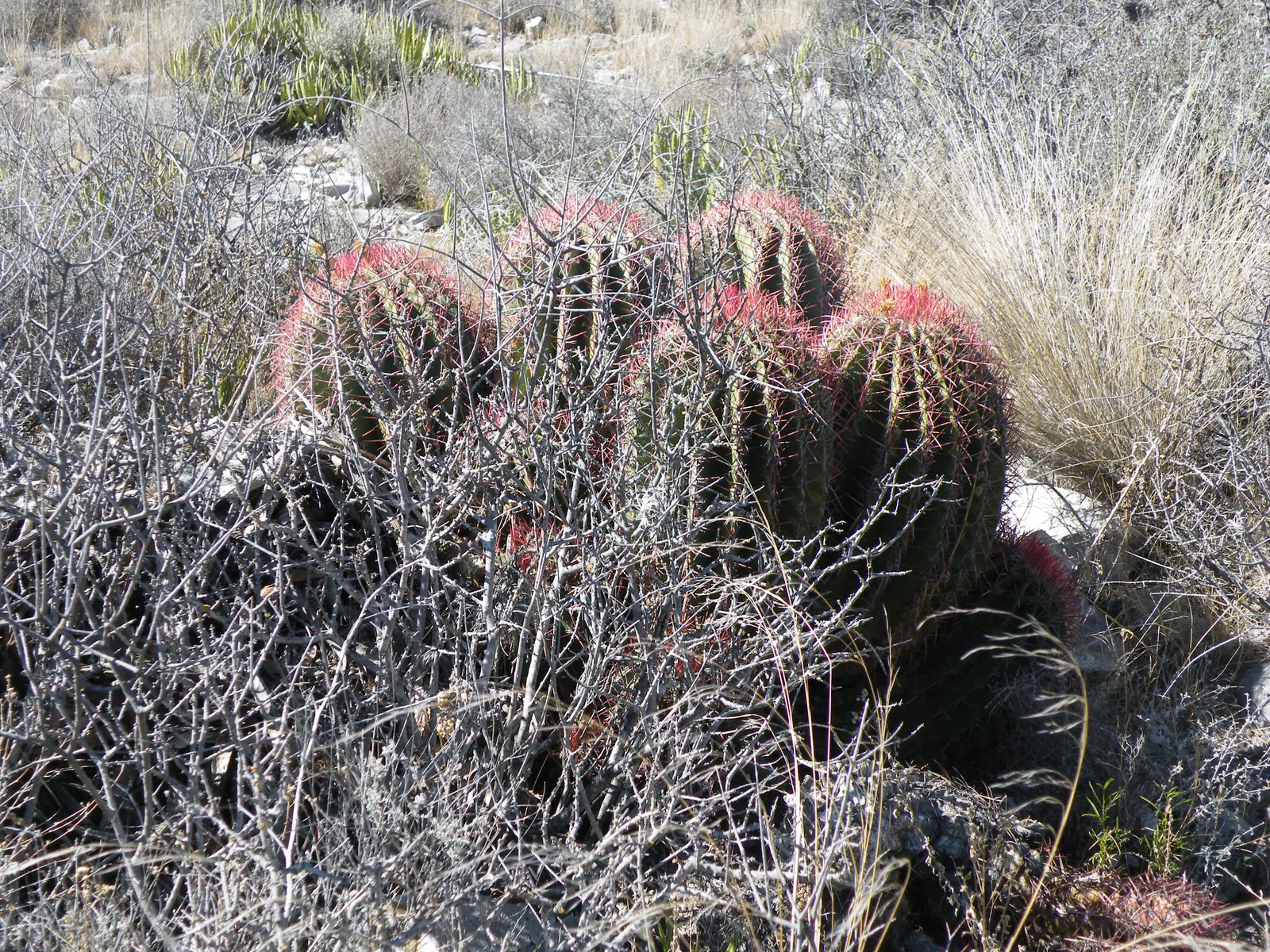 Mexican Fire Barrel (Ferocactus Pilosus) — this specimen thrives under full sunlight and requires minimal maintenance; cactus for deep shade or full, image 76