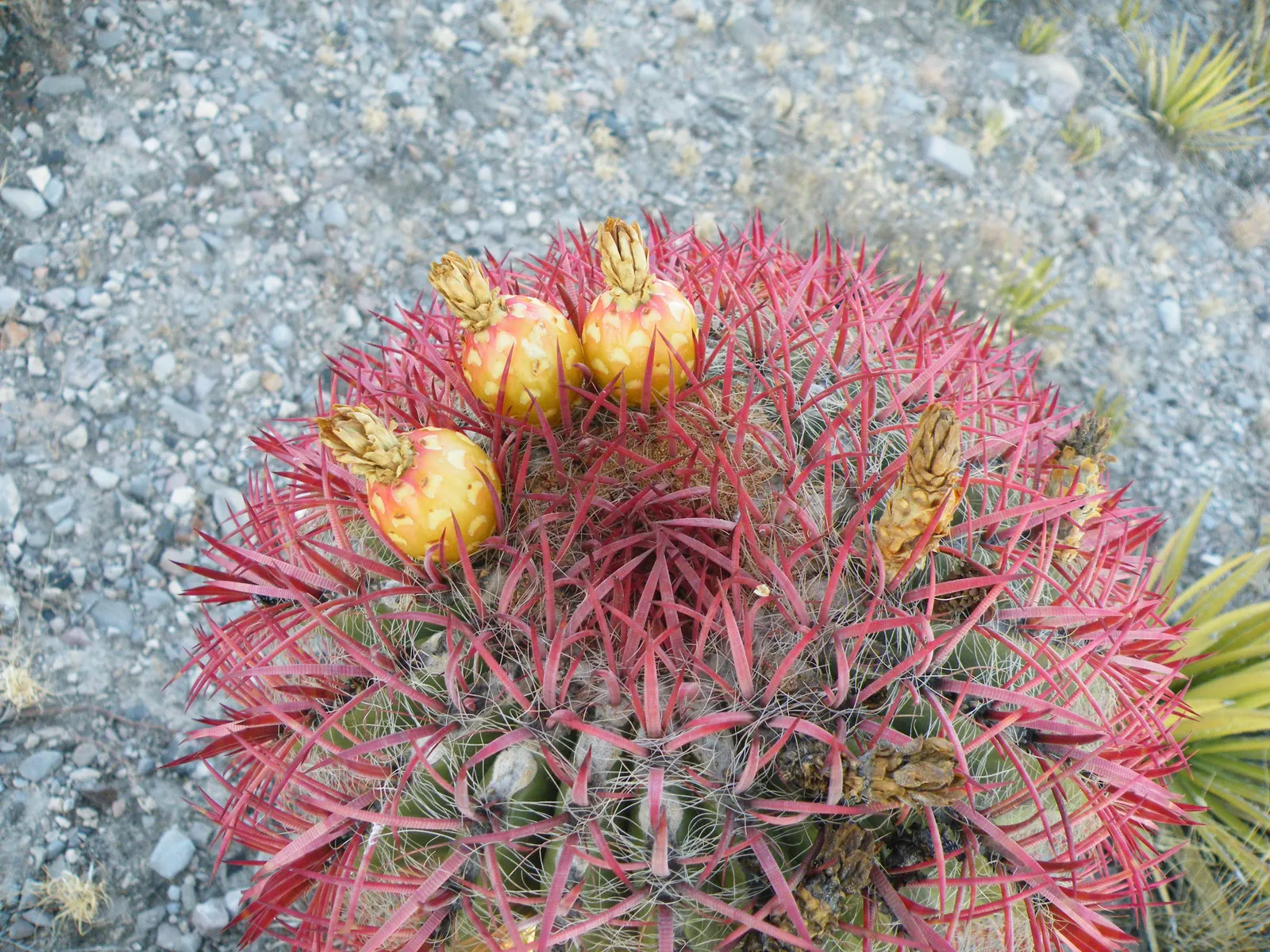 Mexican Fire Barrel (Ferocactus Pilosus) — this cactus can endure temperatures down to 20&deg;F; protection from frost is advised, image 62