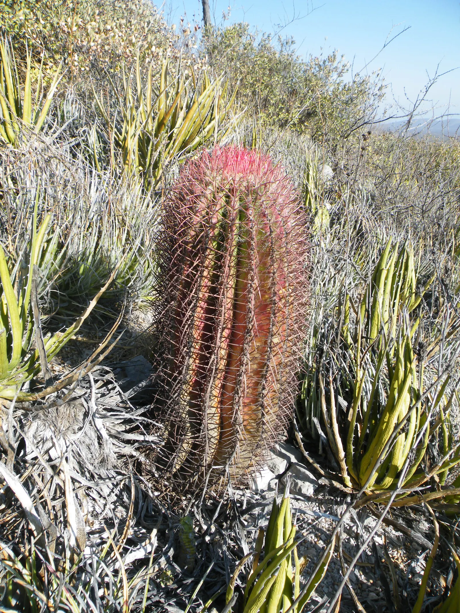 Mexican Fire Barrel (Ferocactus Pilosus) — red and yellow flowers in the garden; native to the arid regions of Northern Mexico, image 67