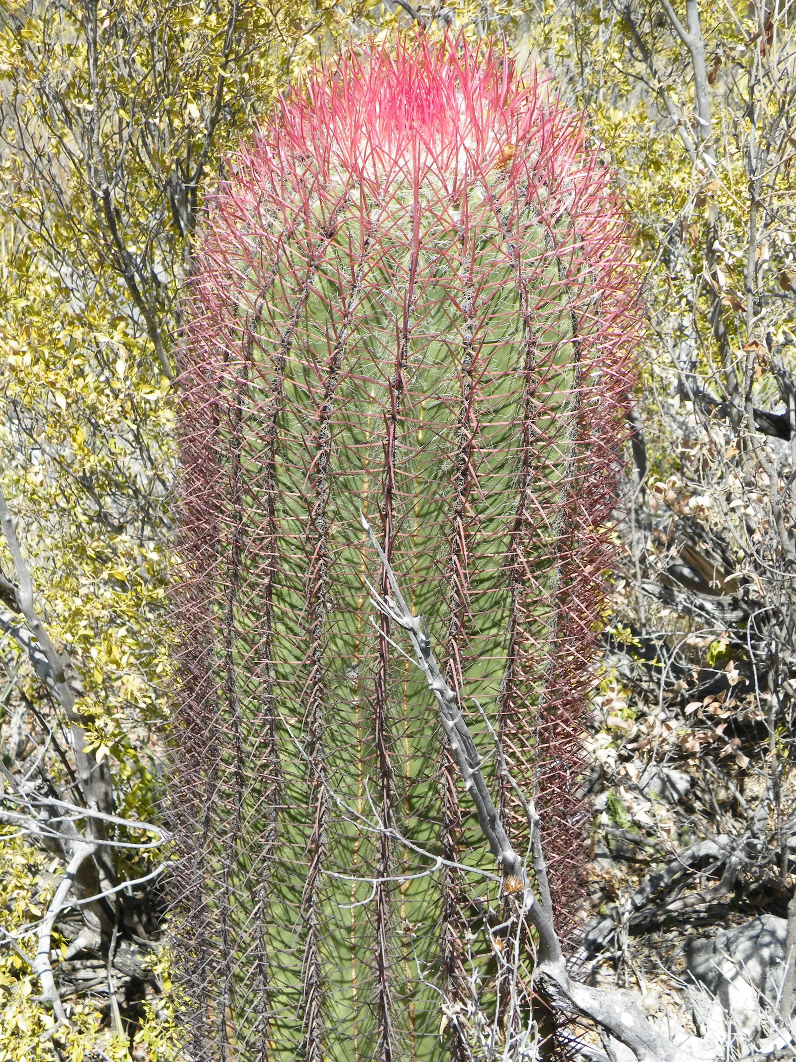 Mexican Fire Barrel (Ferocactus Pilosus) — the Mexican Fire Barrel is a striking; it's also well-adapted to container growth, so consider this for, image 88