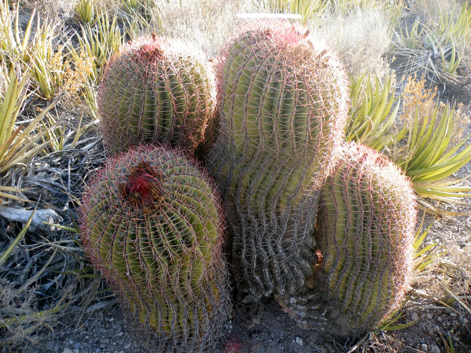 Mexican Fire Barrel (Ferocactus Pilosus) — colloquially known as the Mexican Fire Barrel; adorning its top are bright red or yellow flowers in, image 93