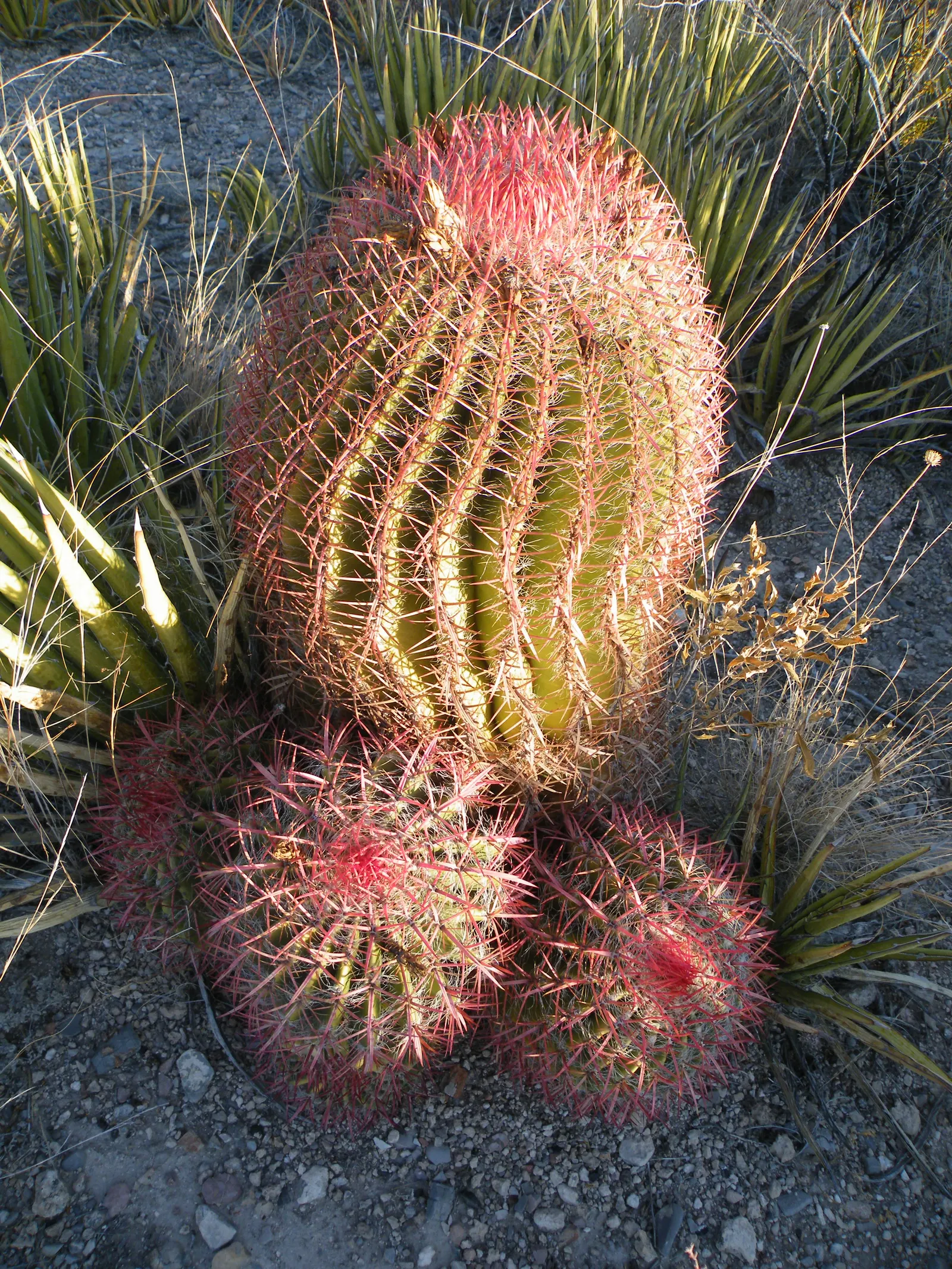 Mexican Fire Barrel (Ferocactus Pilosus) — These funnel-shaped blossoms can reach a diameter of almost 2.5 inches