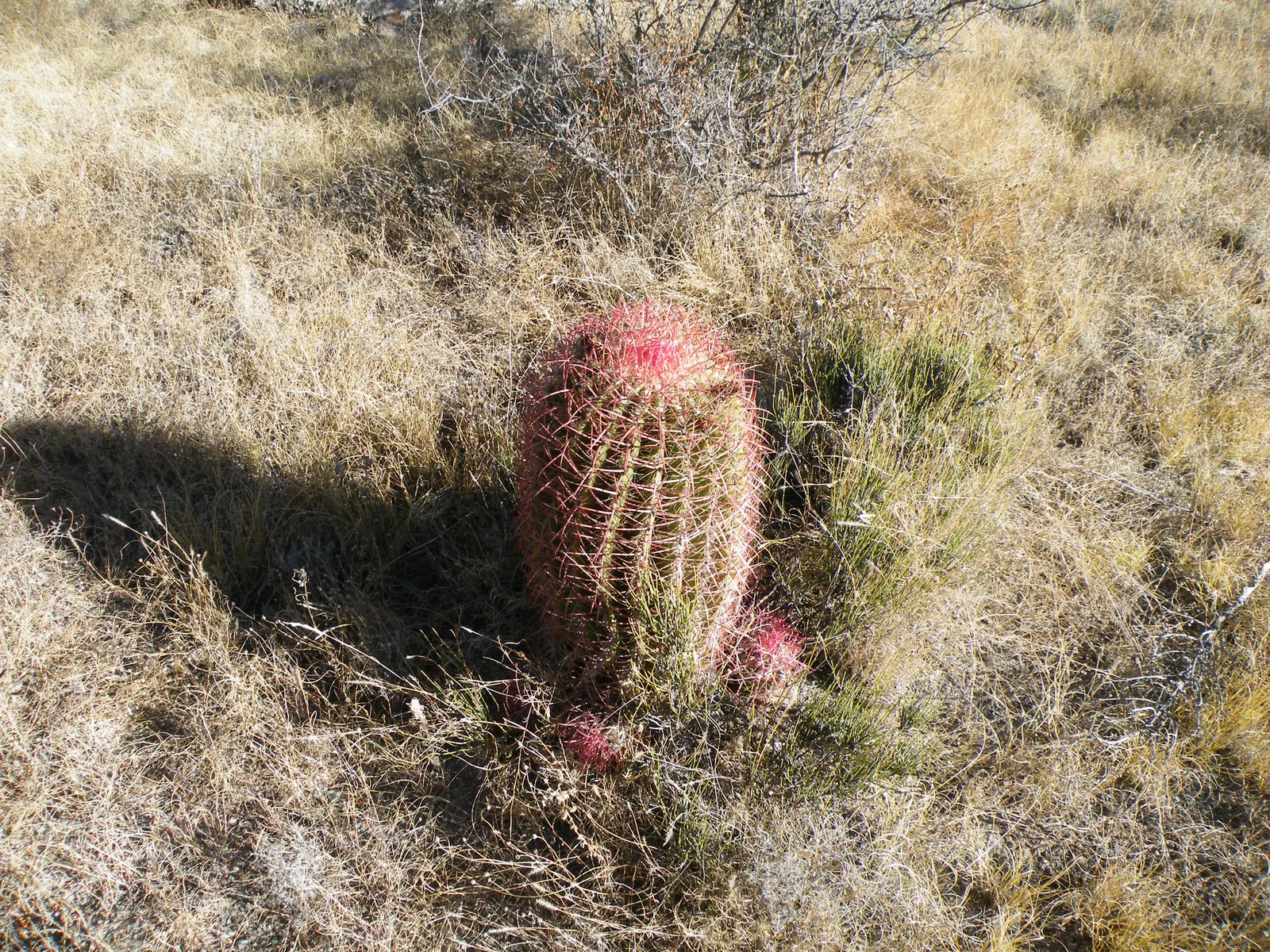Mexican Fire Barrel (Ferocactus Pilosus) — this specimen thrives under full sunlight and requires minimal maintenance; cactus for deep shade or full, image 99