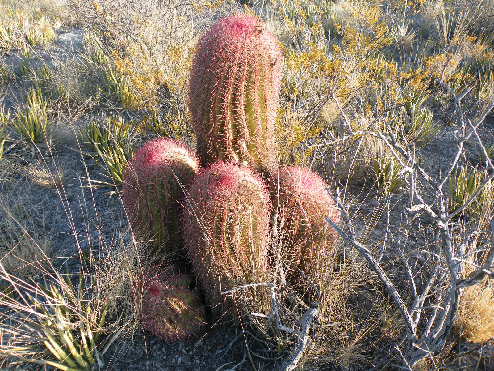 Mexican Fire Barrel (Ferocactus Pilosus) — Mature specimens reach up to 2.5 feet tall and 1 foot wide, flourishing in dry, well-drained soils, image 49