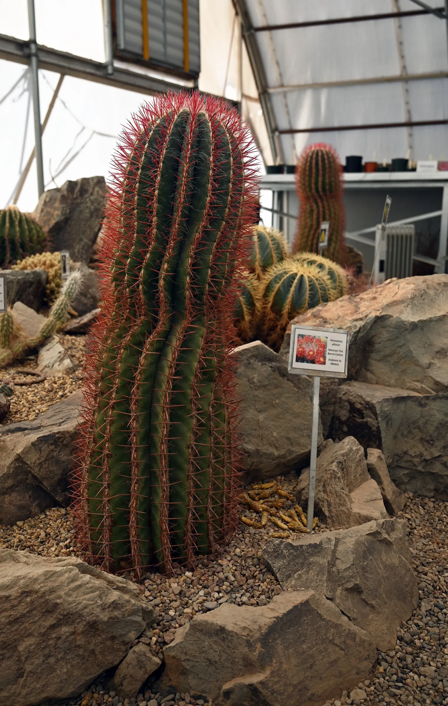 Mexican Fire Barrel (Ferocactus Pilosus) — It's also well-adapted to container growth, so consider this for deck or patio accents; ribbed body that, image 61