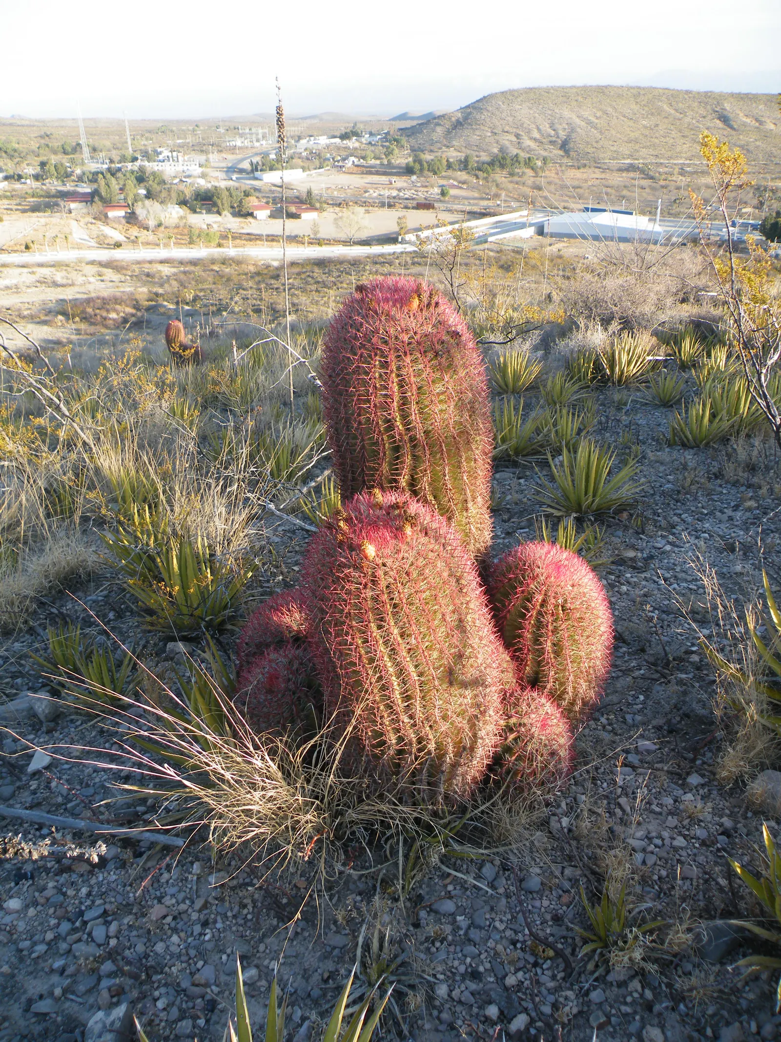 Mexican Fire Barrel (Ferocactus Pilosus) — protection from frost is advised