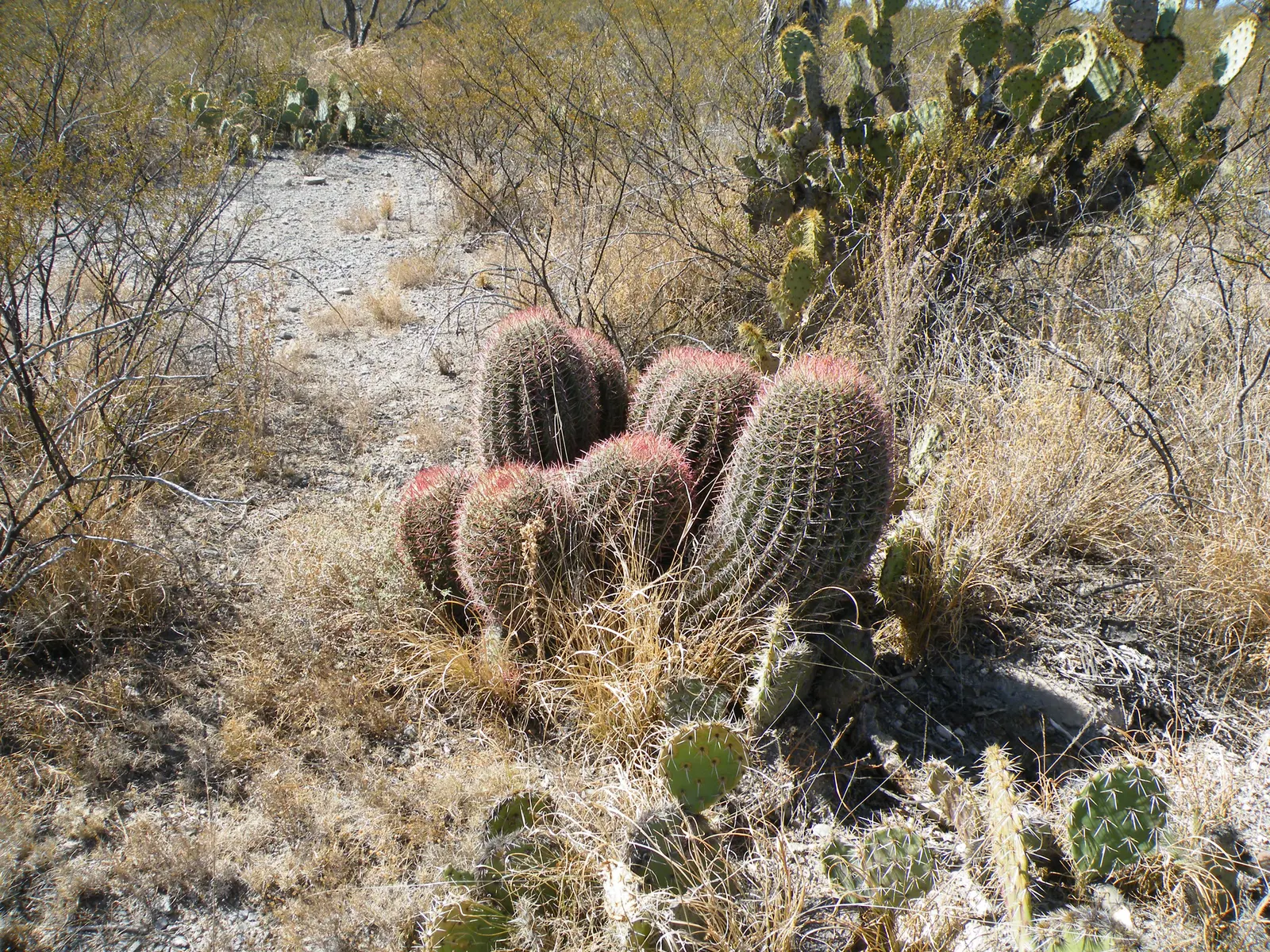 Mexican Fire Barrel (Ferocactus Pilosus) — ribbed body that hosts spectacular lime-green to yellow flowers; red and yellow flowers in the garden, image 79