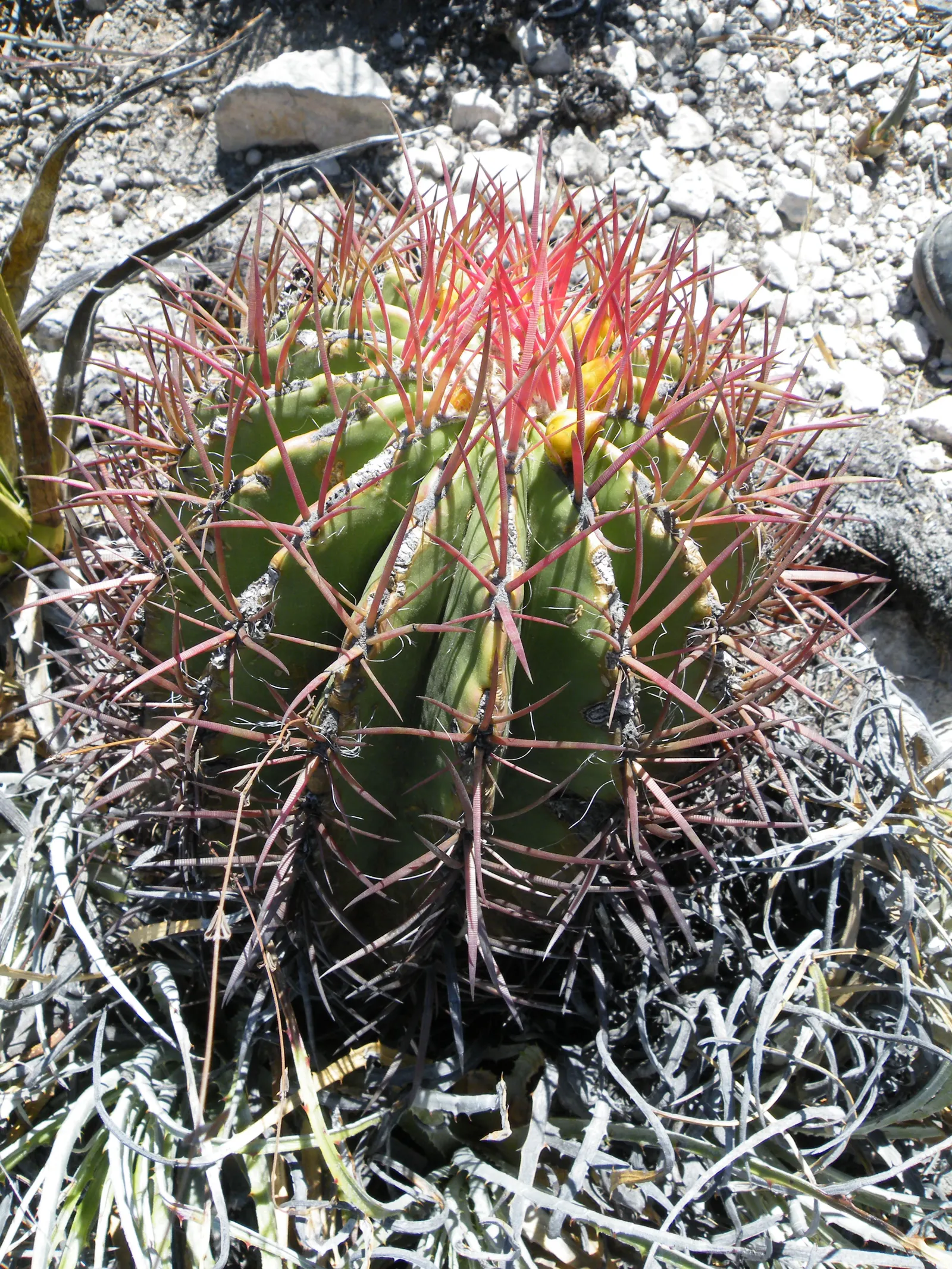 Mexican Fire Barrel (Ferocactus Pilosus) — this specimen thrives under full sunlight and requires minimal maintenance; cactus for deep shade or full