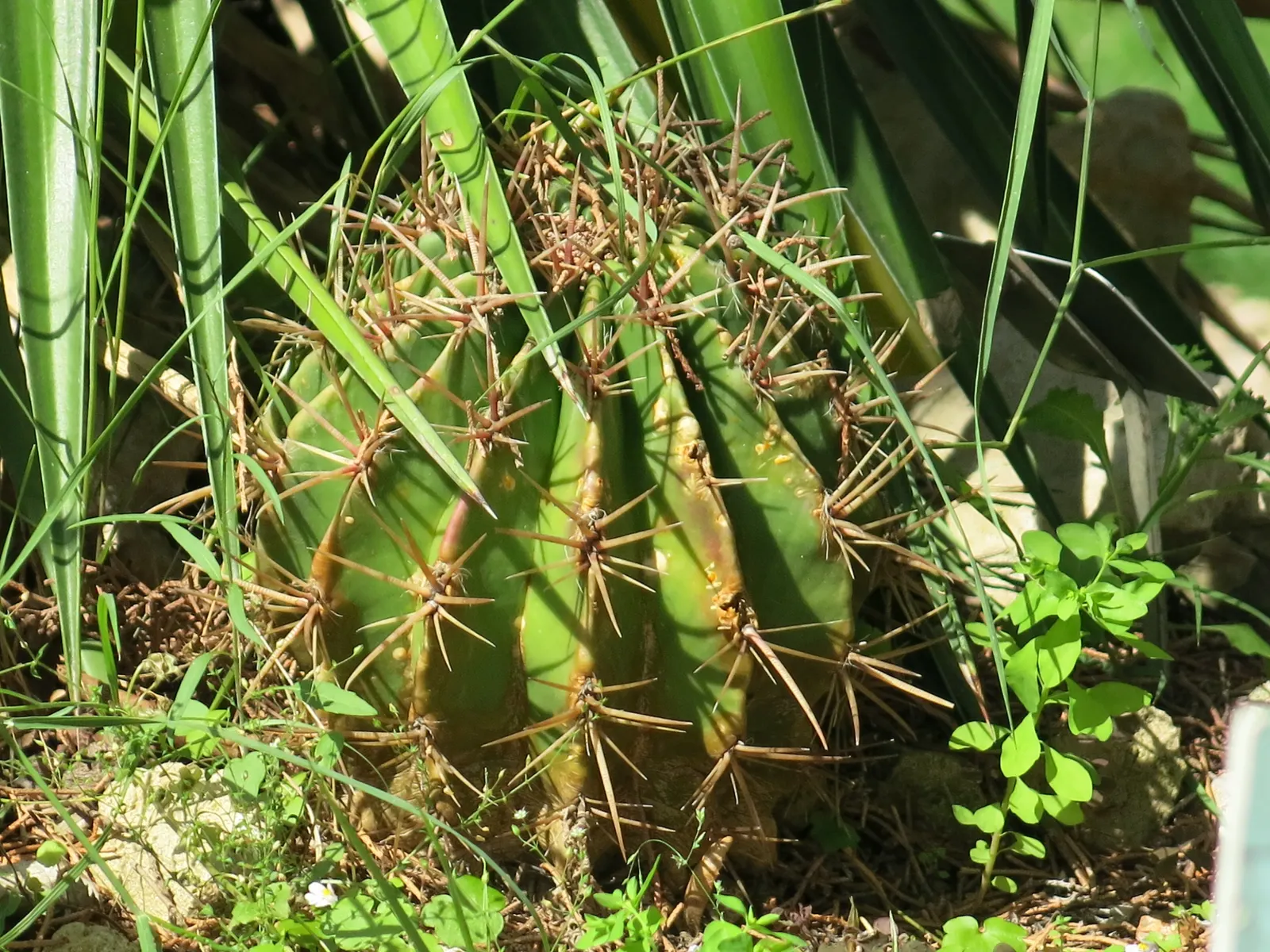 Mexican Fire Barrel (Ferocactus Pilosus) — colloquially known as the Mexican Fire Barrel; adorning its top are bright red or yellow flowers in summer, which