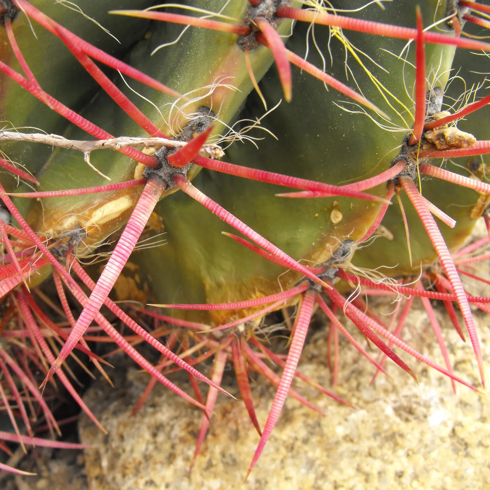 Mexican Fire Barrel (Ferocactus Pilosus) — low-maintenance gem for their garden; cactus with red and yellow blooms