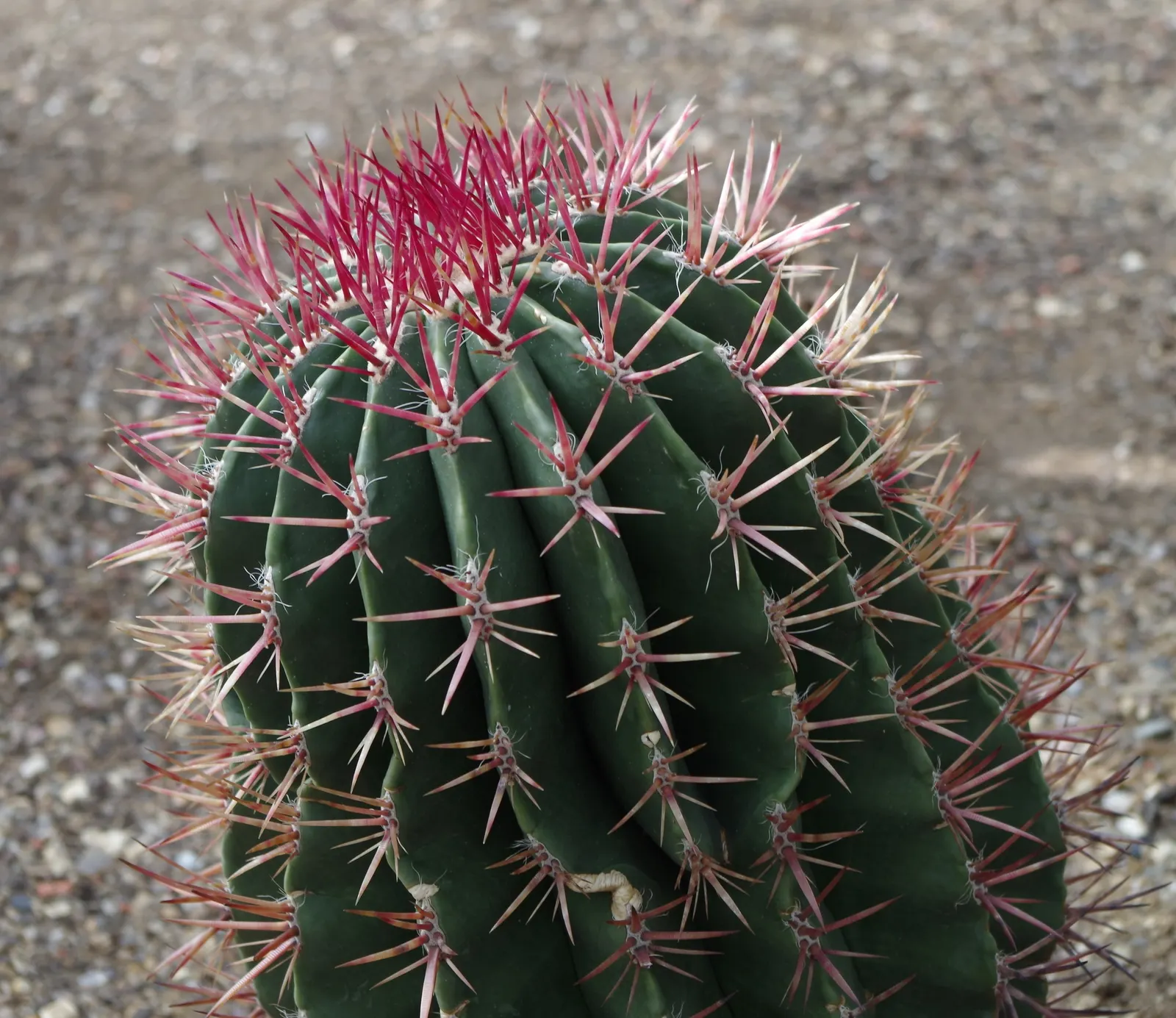 Mexican Fire Barrel (Ferocactus Pilosus) — colloquially known as the Mexican Fire Barrel