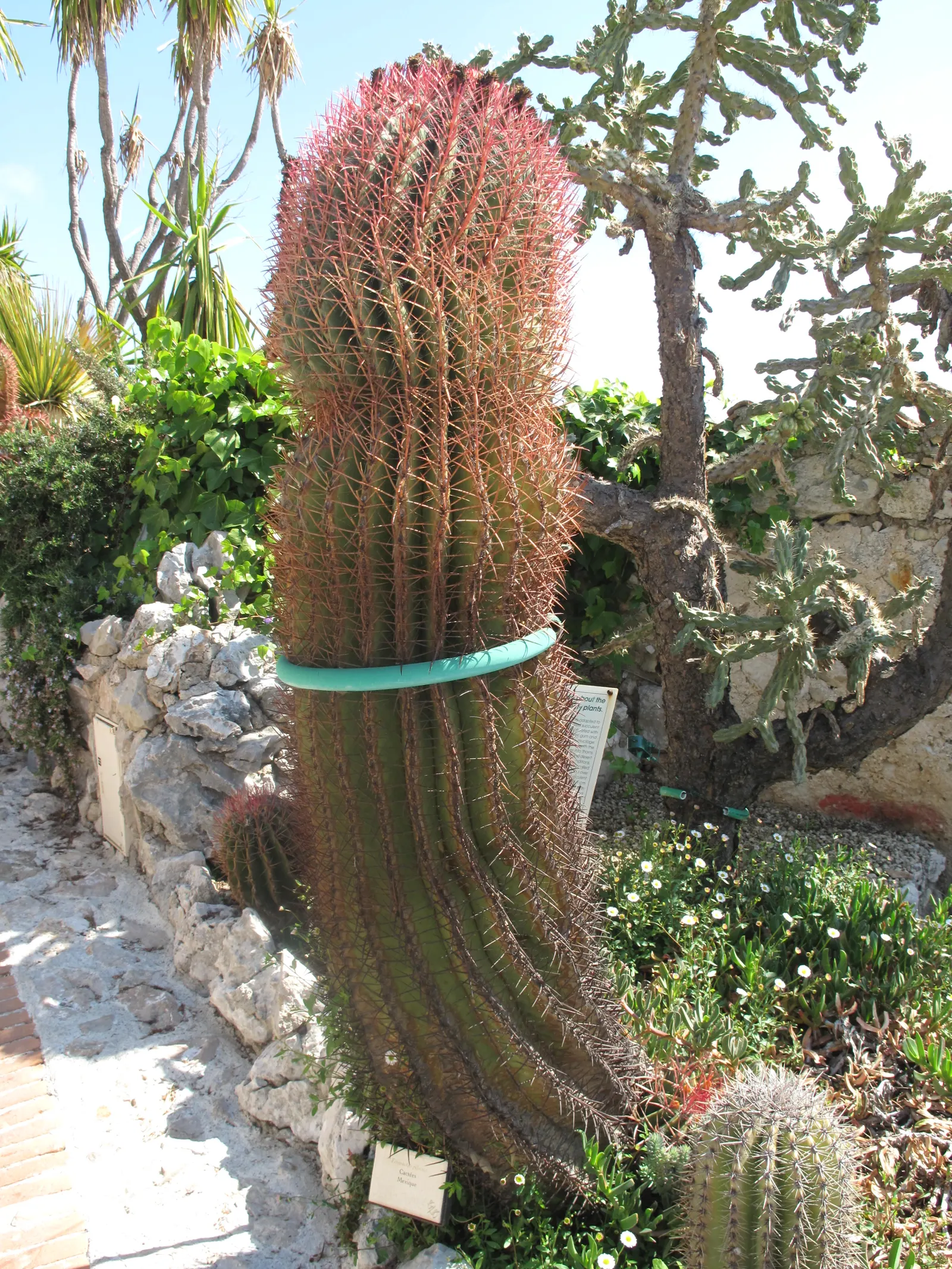 Mexican Fire Barrel (Ferocactus Pilosus) — which bloom primarily in the late spring and early summer