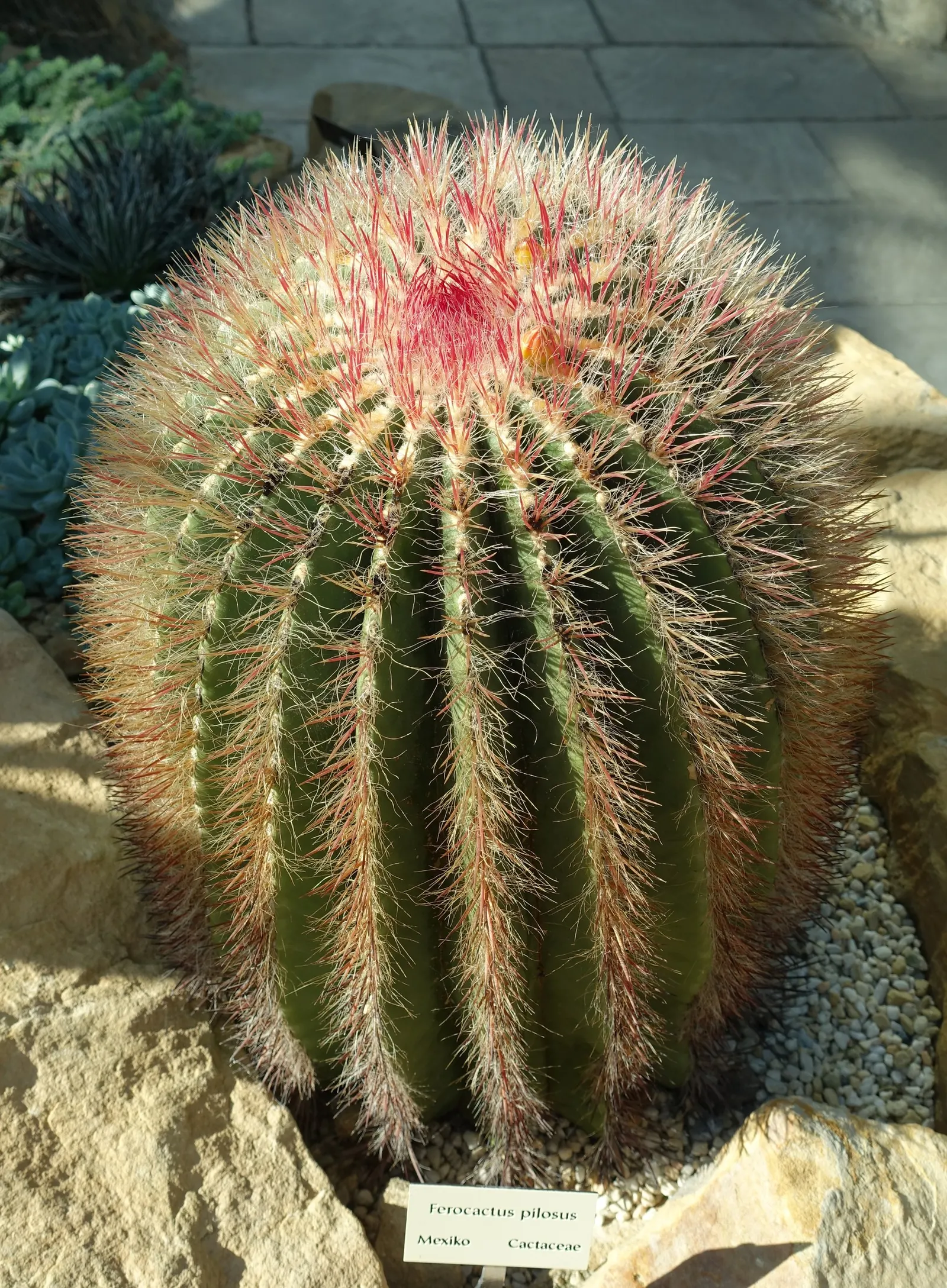 Mexican Fire Barrel (Ferocactus Pilosus) — pilosus into your landscape design, ensure it is planted in well-draining soil to prevent root rot
