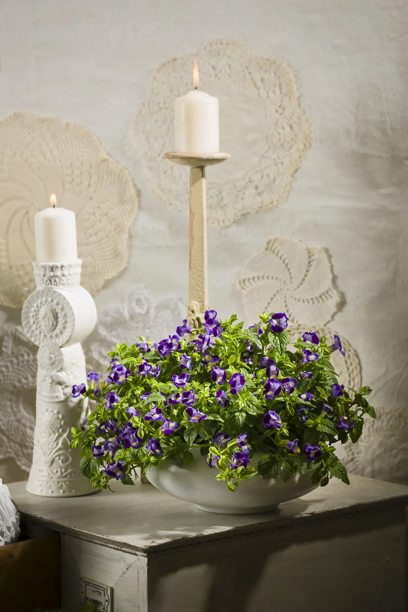Midnight Blue Wishbone Flower (Torenia) — Heat and shade tolerant plants have snapdragon-like flowers all season on this catalina midnight blue, image 23