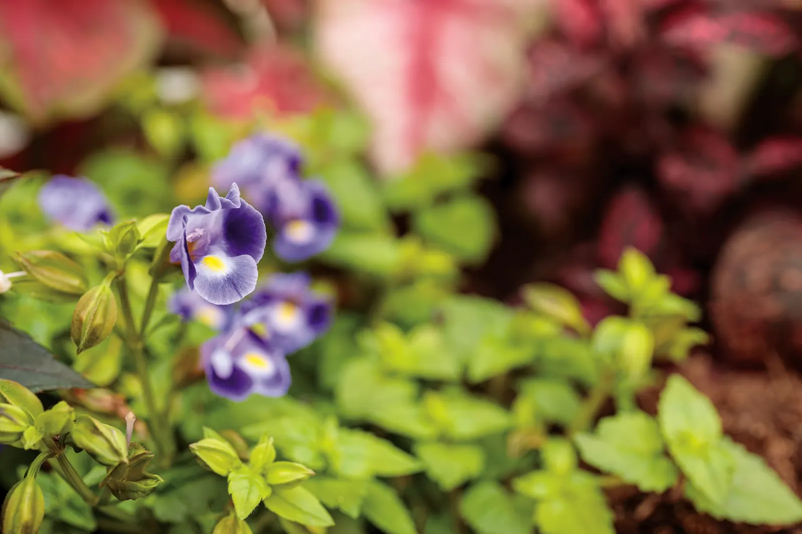 Midnight Blue Wishbone Flower (Torenia) — Heat and shade tolerant plants have snapdragon-like flowers all season on this catalina midnight blue torenia; and