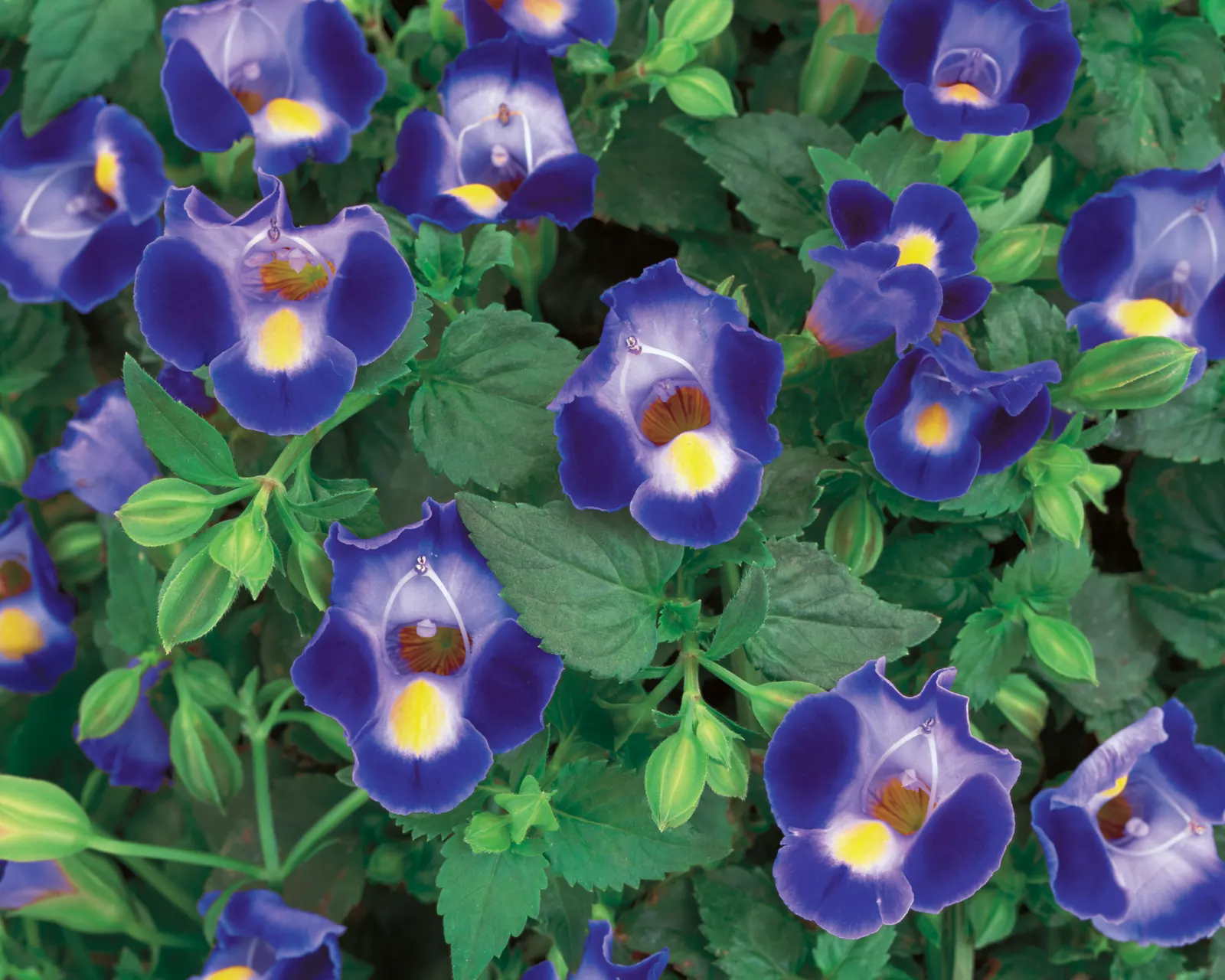 Midnight Blue Wishbone Flower (Torenia) — blue flowers in the garden; the result is a wishbone flower plant series that fills hanging baskets and, image 32