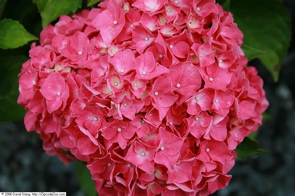 Glowing Embers Hydrangea (Hydrangea Macrophylla 'Glowing Embers') — mophead flowers that change from vivid pink to green-red