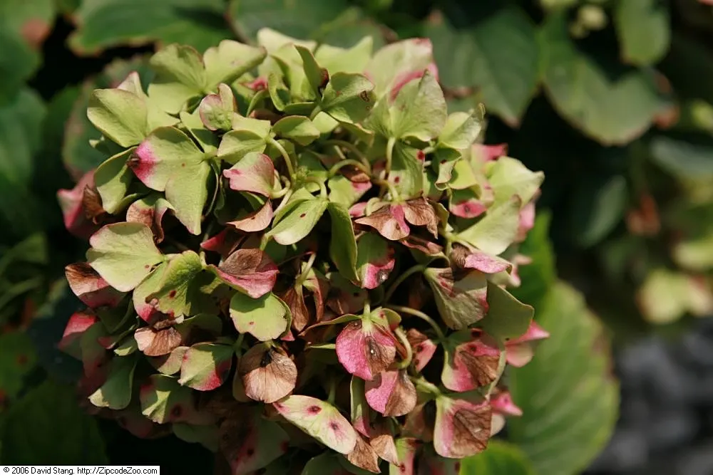 Glowing Embers Hydrangea (Hydrangea Macrophylla 'Glowing Embers') — The Hydrangea macrophylla 'Glowing Embers' is a stunning deciduous shrub