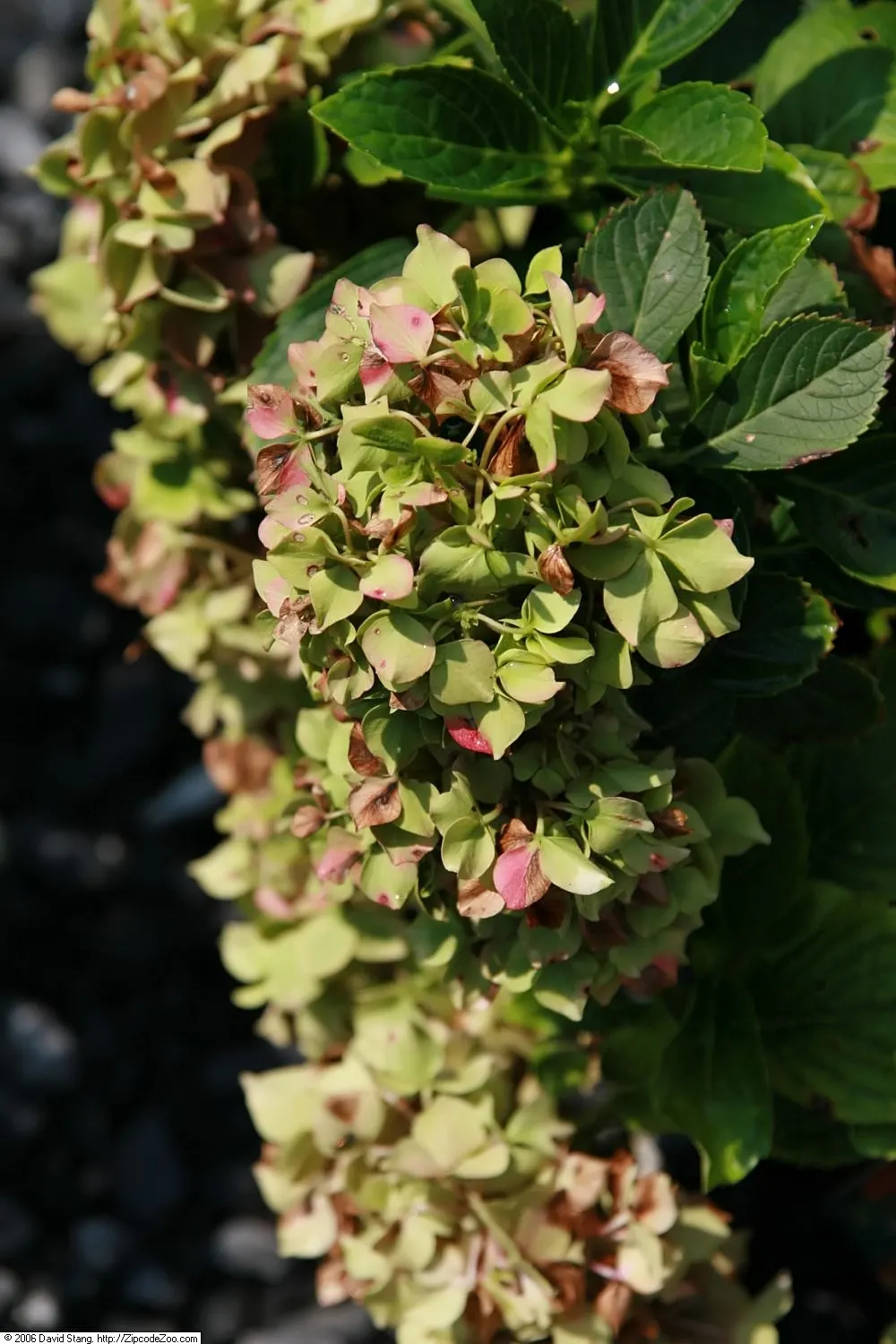 Glowing Embers Hydrangea (Hydrangea Macrophylla 'Glowing Embers') — This compact variety reaches up to 4 feet in height and breadth