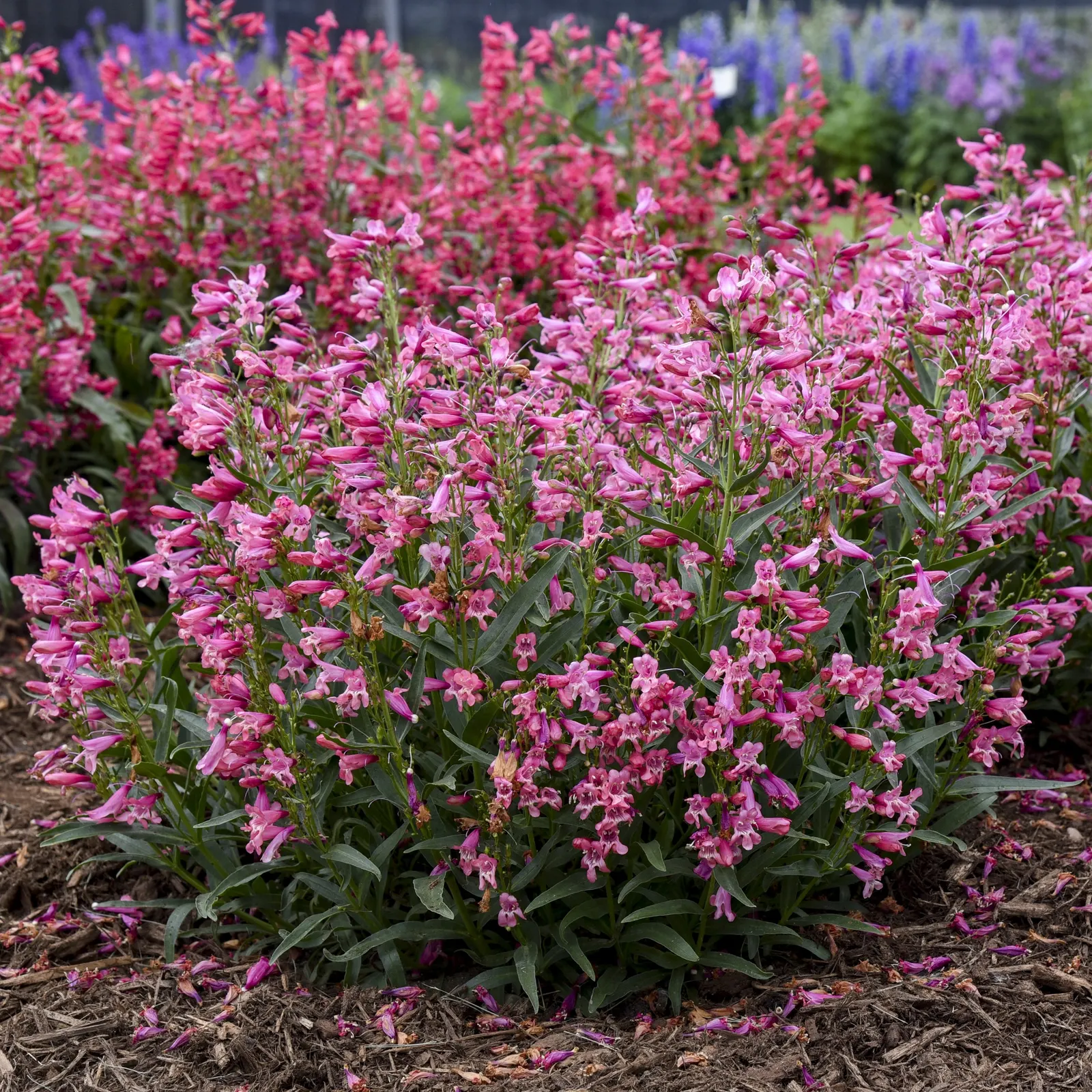 'Pink Pearls' Bearded Penstemon (Penstemon barbatus) — It grows 16-20 inches tall and 20-24 inches wide