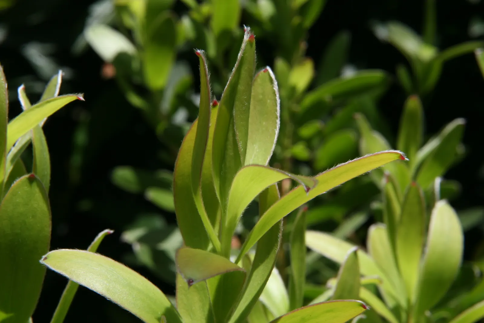 Safari Goldstrike Conebush (Leucadendron 'Safari Goldstrike') — Preferring full sun, it is drought-resistant and thrives in well-draining soil