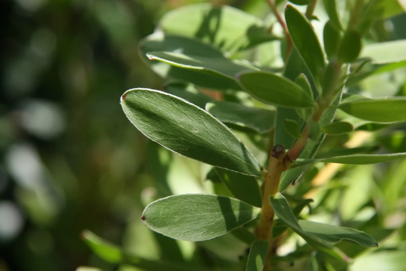 Safari Goldstrike Conebush (Leucadendron 'Safari Goldstrike') — reaching up to 4-6 feet in height and 3-5 feet in width