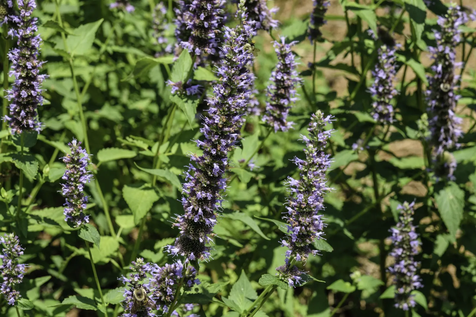 Black Adder Giant Hyssop (Agastache X 'Black Adder') — commonly known as Black Adder Giant Hyssop