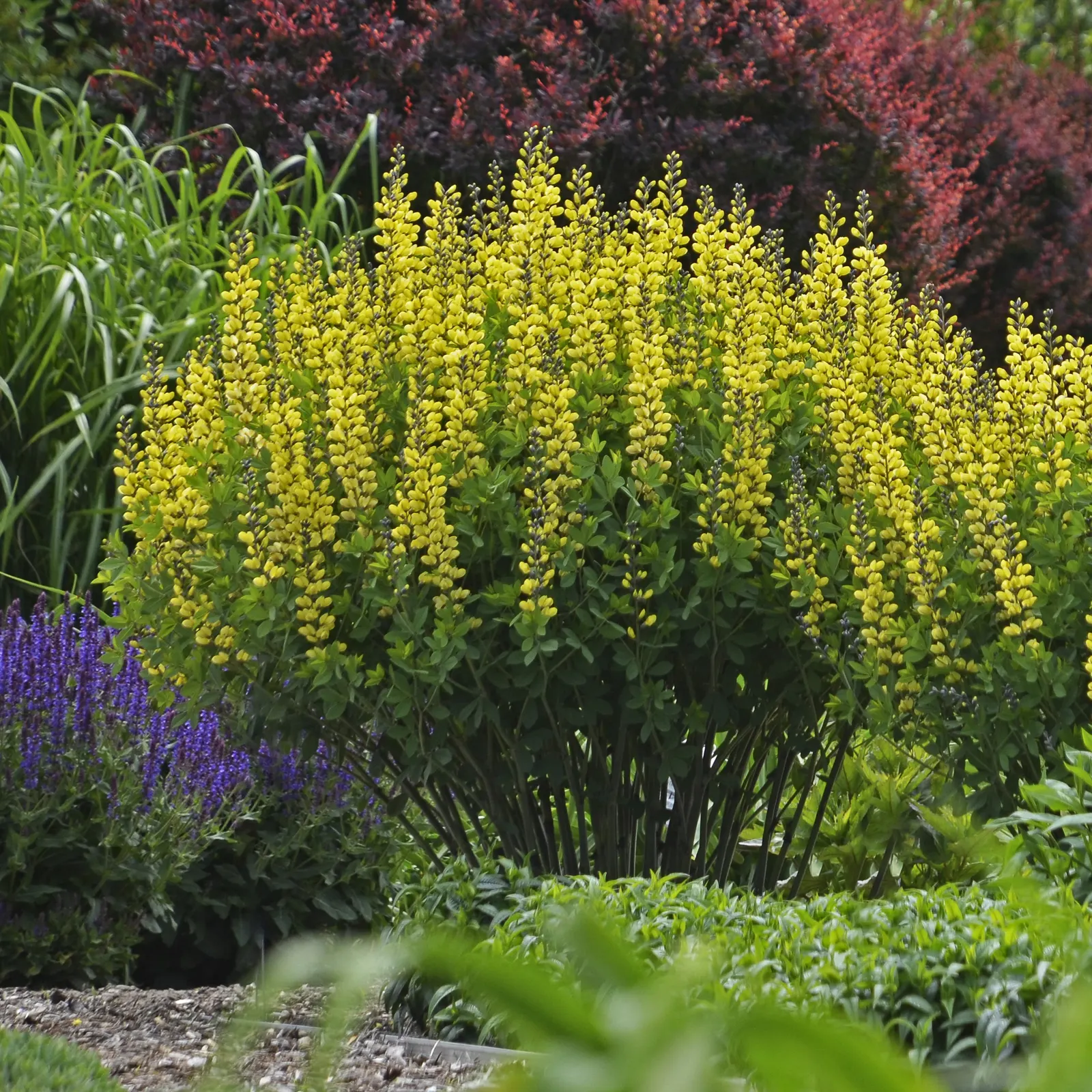 'Lemon Meringue' False Indigo (Baptisia hybrid) — Proven Winners - Decadence® 'Lemon Meringue' - False Indigo - Baptisia hybrid yellow plant details