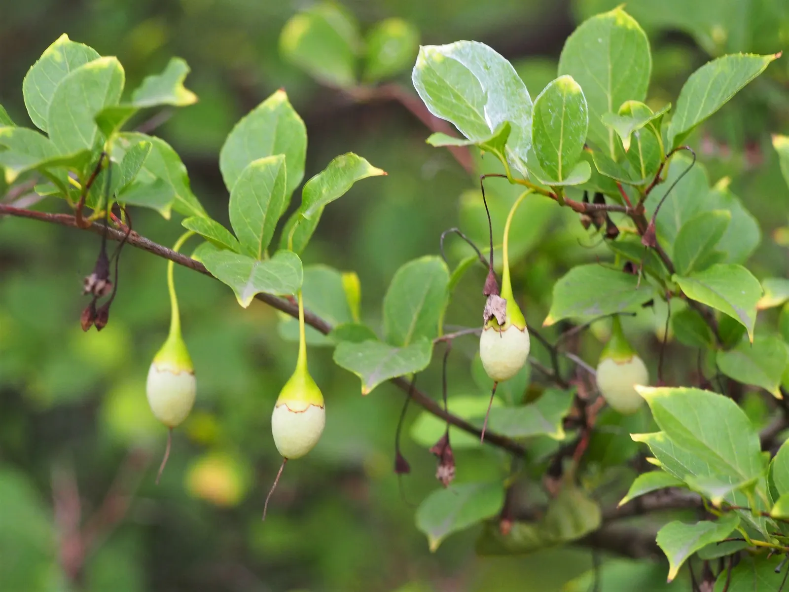Japanese Snowbell (Styrax Japonicus) — fragrant white flowers in late spring
