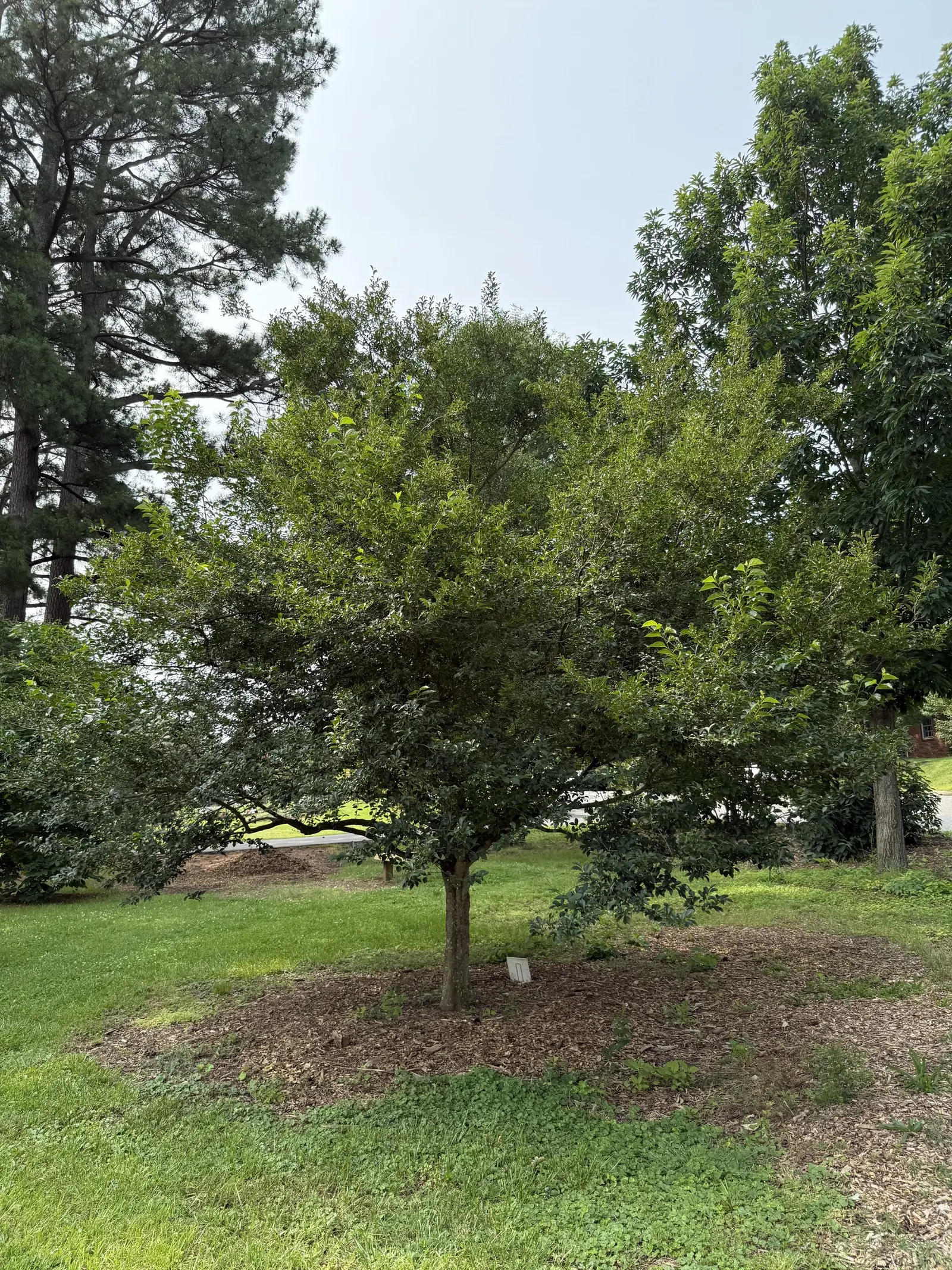 Japanese Snowbell (Styrax Japonicus) — It is hardy in USDA zones 5 to 8