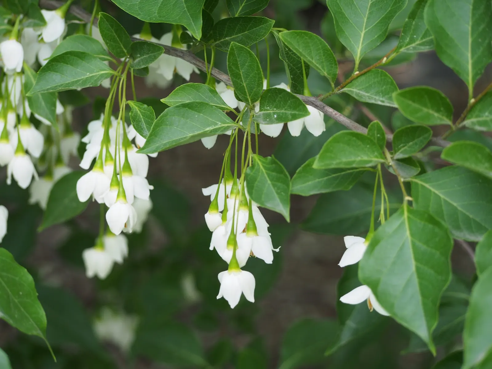 Japanese Snowbell (Styrax Japonicus) — the tree produces olive-shaped drupes that mature to a greenish-yellow.<br><br>The dark green
