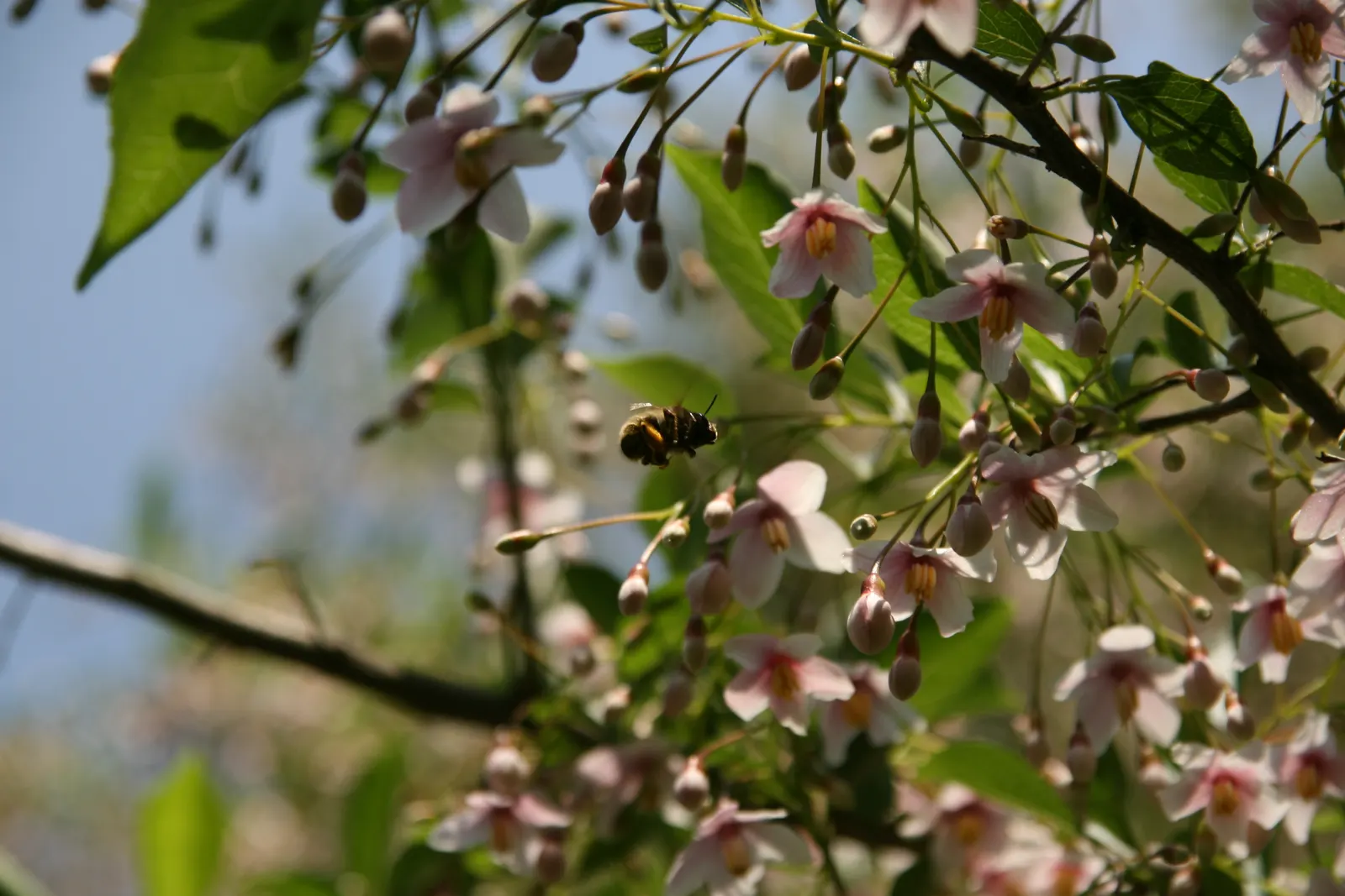 Japanese Snowbell (Styrax Japonicus) — succeeded by olive-shaped drupes; the Japanese Snowbell (Styrax japonicus) is a graceful ornamental tree