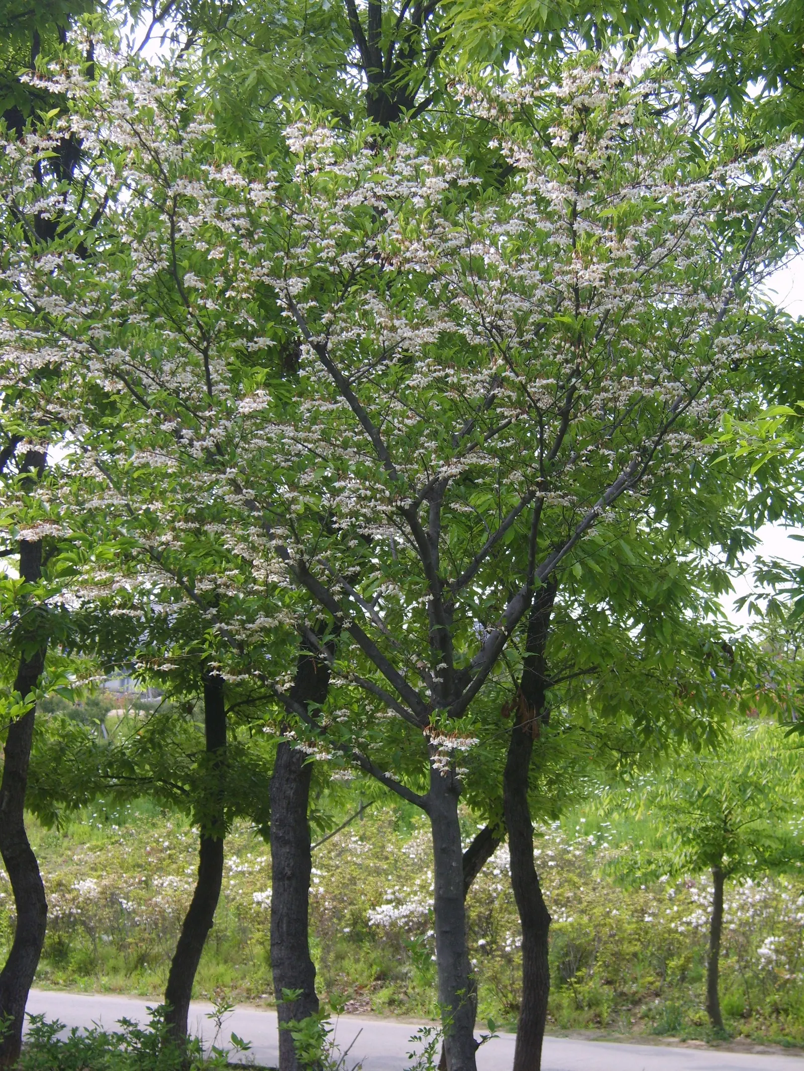Japanese Snowbell (Styrax Japonicus) — is a graceful deciduous tree renowned for its ornamental value and delicate beauty