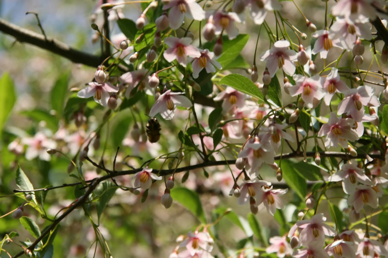 Japanese Snowbell (Styrax Japonicus) — white flowers in the garden