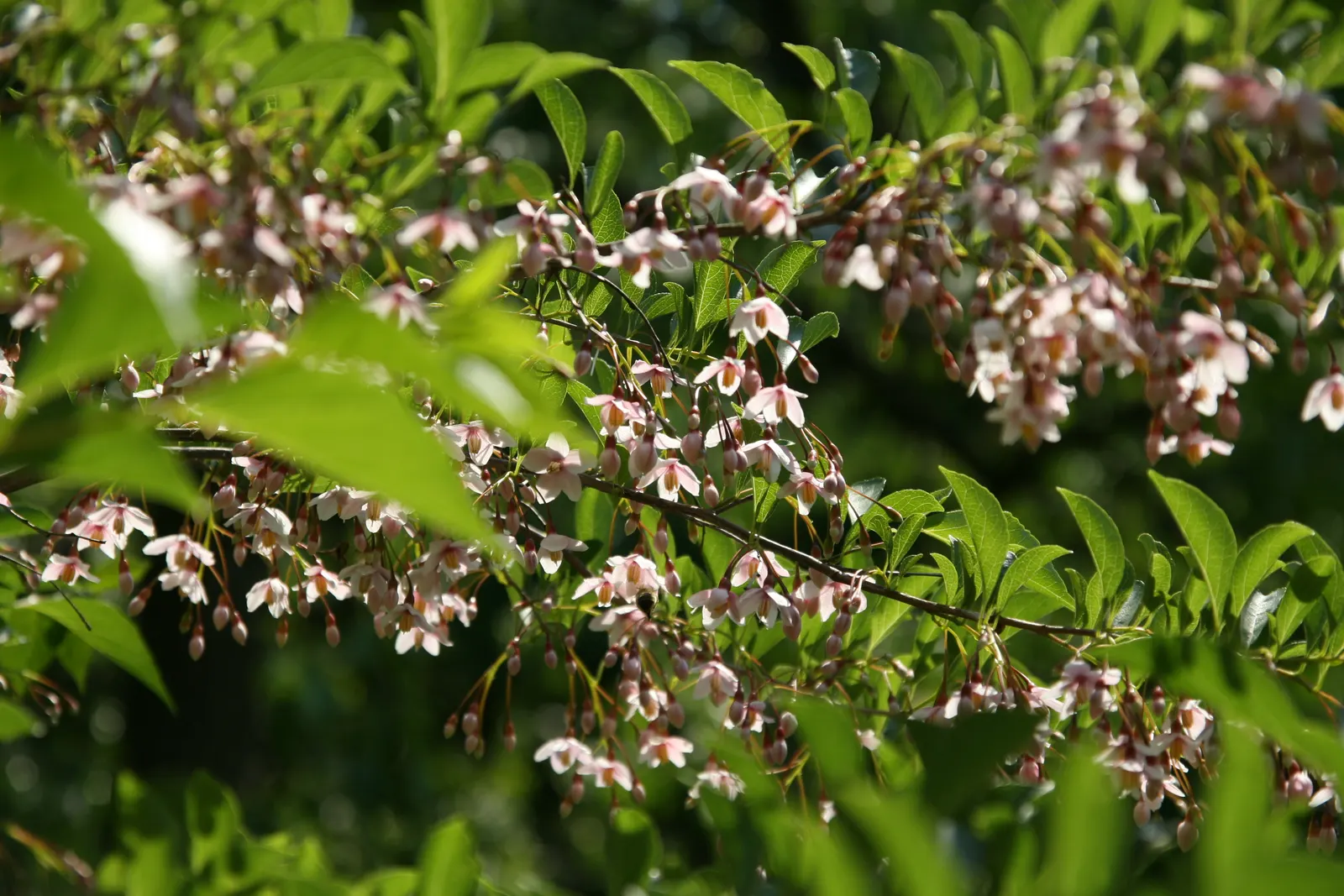 Japanese Snowbell (Styrax Japonicus) — The Japanese Snowbell (Styrax japonicus) is a graceful ornamental tree; fragrant white flowers in late spring