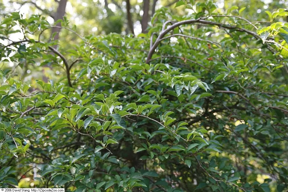 Japanese Snowbell (Styrax Japonicus) — scientifically referred to as Styrax japonicus