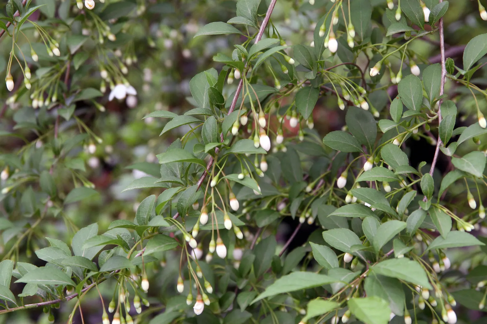 Japanese Snowbell (Styrax Japonicus) — allowing this charming tree to flourish and enhance the garden's aesthetic for years to come