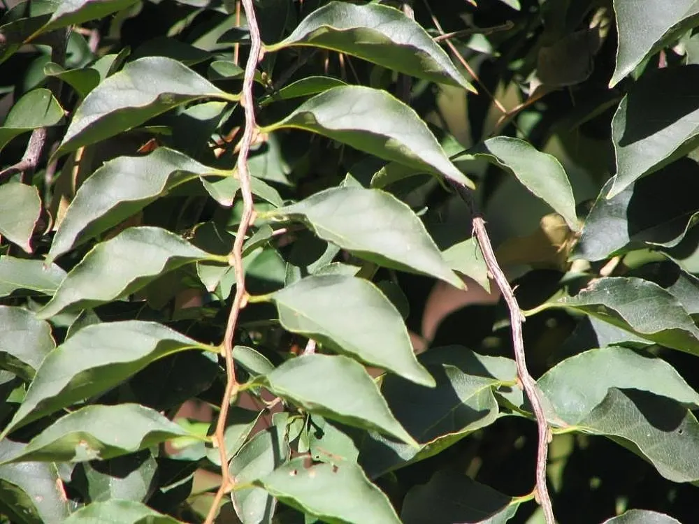 Japanese Snowbell (Styrax Japonicus) — Preferring full sun to partial shade, it thrives in well-drained acidic soil