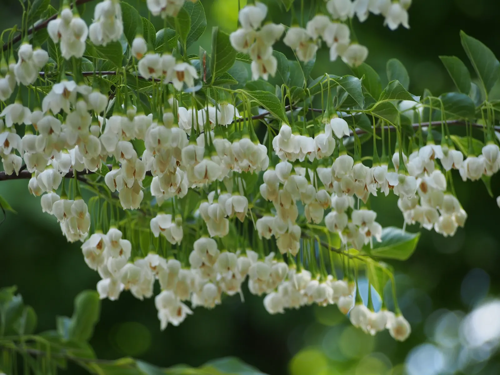 Japanese Snowbell (Styrax Japonicus) — layered appearance that's both elegant and compact