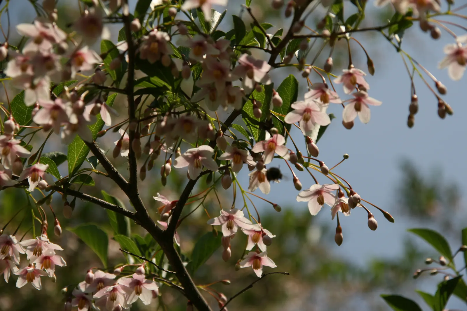 Japanese Snowbell (Styrax Japonicus) — tree with white blooms