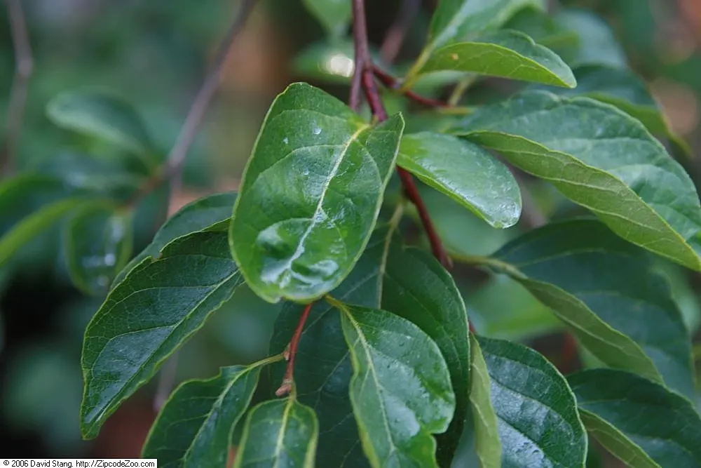 Japanese Snowbell (Styrax Japonicus) — The ovate leaves turn yellow in fall, providing seasonal interest
