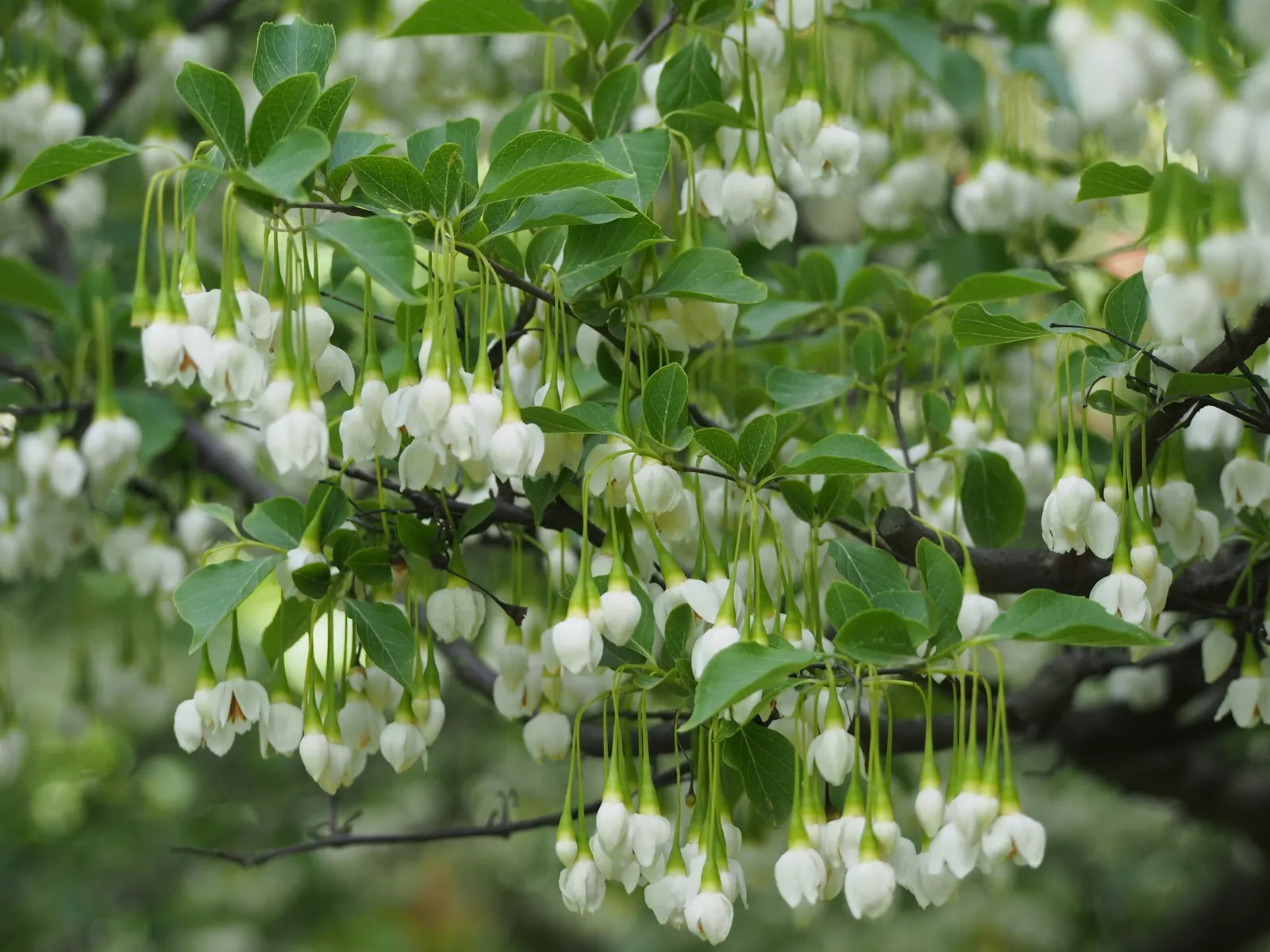 Japanese Snowbell (Styrax Japonicus) — Its delicate branches showcase bell-shaped