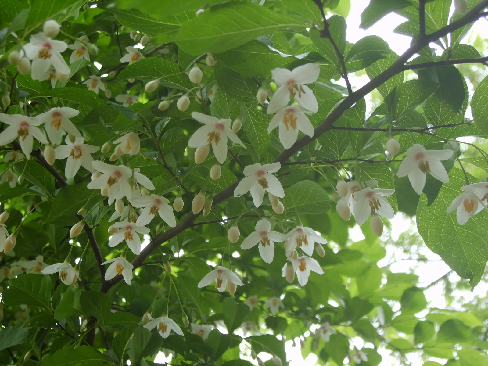 Japanese Snowbell (Styrax Japonicus) — The tree's bark is smooth