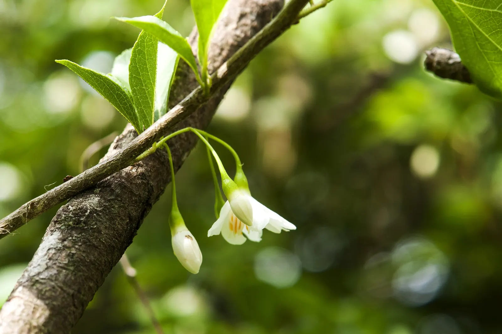 Japanese Snowbell (Styrax Japonicus) — sweet fragrance that can enchant passersby and pollinators alike