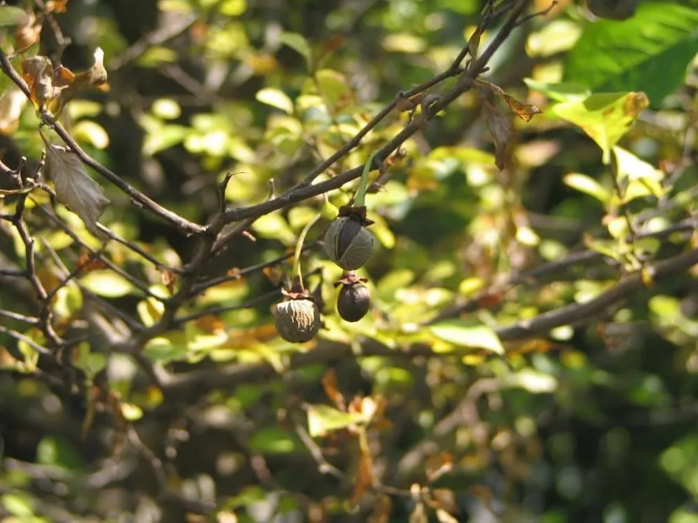 Japanese Snowbell (Styrax Japonicus) — white flowers that appear in late spring to early summer