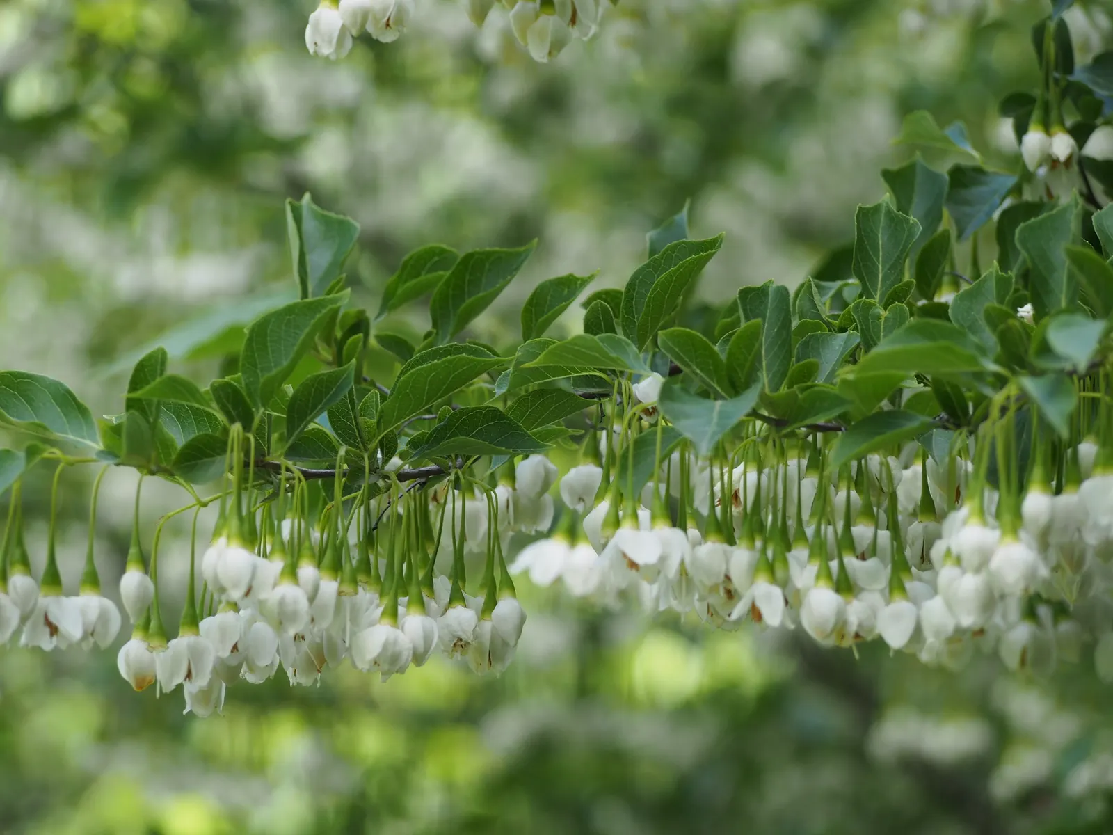 Japanese Snowbell (Styrax Japonicus) — layered appearance that's both elegant and compact; the tree's bark is smooth