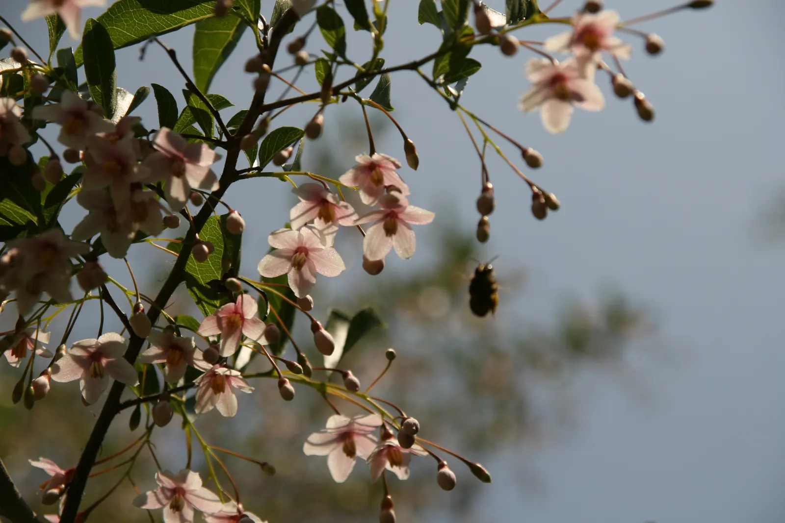 Japanese Snowbell (Styrax Japonicus) — Preferring full sun to partial shade, it thrives in well-drained acidic soil; dangle from the undersides of horizontal